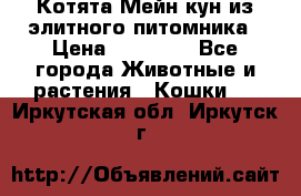 Котята Мейн-кун из элитного питомника › Цена ­ 20 000 - Все города Животные и растения » Кошки   . Иркутская обл.,Иркутск г.